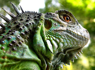 Green iguana (Iguana iguana)