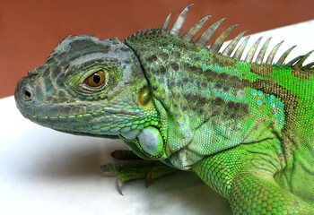 Green iguana (Iguana iguana)
