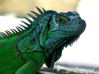 Green iguana (Iguana iguana)