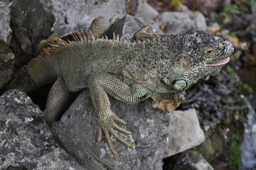 Green iguana (Iguana iguana) on the rocks.