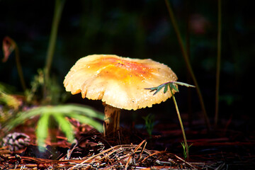 yellow and orange mushroom with dark background, magical forest in mexiquillo durango 
