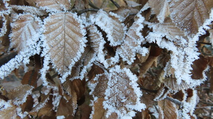 Frost auf dem Laub
