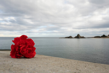 Flor clavel en primer plano con rocas y el mar de fondo