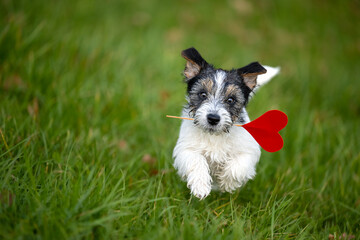 Small Romantic Valentine Dog . Cute Jack Russell Terrier doggy carrying a red heart over a grenn...