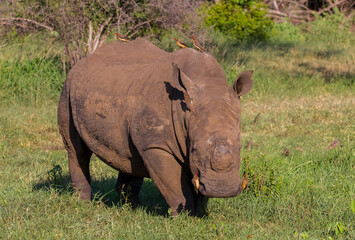 Fototapeta premium Rhino and Red billed oxpecker. Great harmony of Red-billed oxpecker (Buphagus erythrorhynchus) with Rhino. Red-billed oxpecker eats insects on the rhino and builds the rhino from a big trouble.