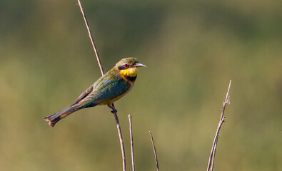 Little bee-eater (Merops pusillus) is a songbird. They reside in most sub-Saharan Africa.