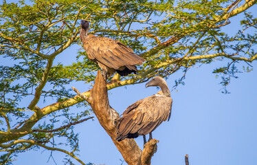 The white backed vulture (Gyps africanus) is a species fed by carrion, such as a vulture. It is a common species in Africa.