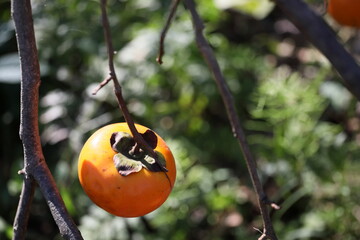 秋の味覚の柿が光を浴びて熟れて生っている