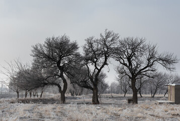 tree in the snow