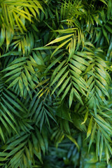 Wall background with green tropical leaves