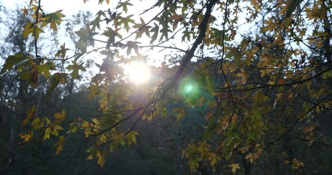 sun behing moving leafs of  tree shining beams and rays with lens fleare and wind