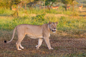 In Wild Africa Savannha, the lion approaches the hunt on foot.