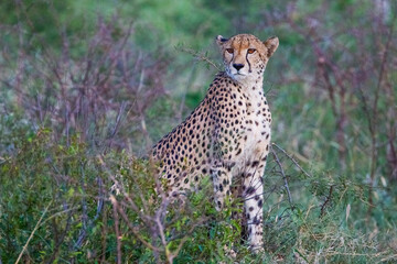 Cheetah (Acinonyx jubatus) is an interesting member of the feline family and is known for its fast running.