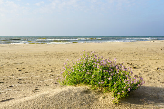 Cakile Maritima clump, known as the European sea rocket, blooming on a sandy Baltic Sea beach