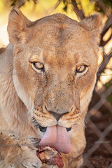 portrait of a lion