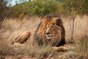 lion in the grass