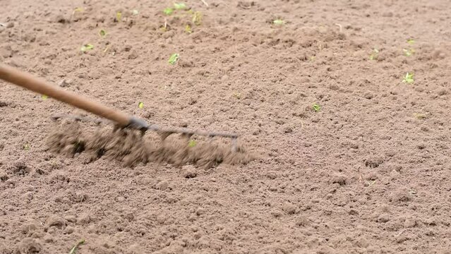 The video shows how the farmer manually levels the ground in the garden with a rake.