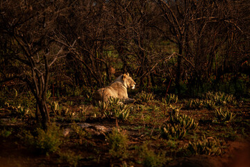Lioness in wild