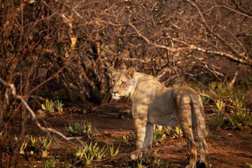 Lioness in wild