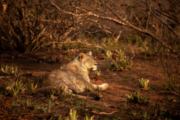 Lioness in wild