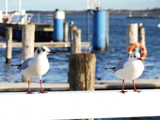 Möwen in Travemünde