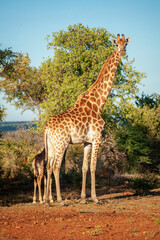 giraffe in the savannah