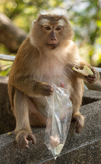 Monkey in Phuket eating fruit from a bag