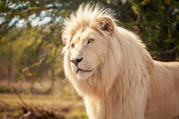 lion