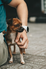 Young girl picked up a homeless dog on the street, a person's hand strokes the dog, abandoned, frightened homeless puppy in a shelter for dogs 