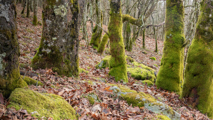 Lush, green moss-covered trees in a woodland area. Horizontal perspective.
