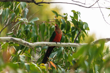 king parrot