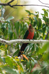 king parrot