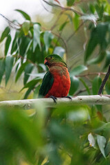 king parrot