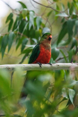king parrot
