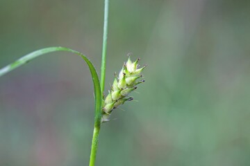 Fototapeta na wymiar Hairy sedge, Carex hirta