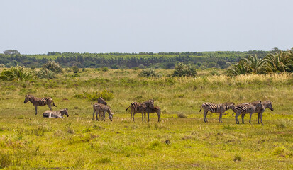 More than one antelope species can coexist in the Imangaliso Wetland Park in South Africa.