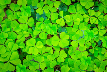 green clover texture closeup, forest nature background pattern of shamrock, trefoil green ground...