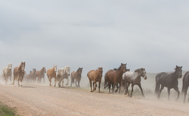 Herd of horses running down dirt road.