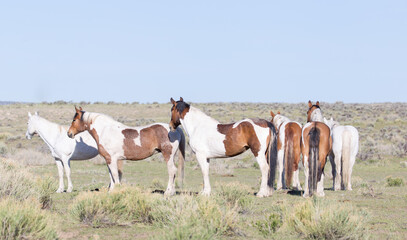 Naklejka na ściany i meble Ranch horses standing in field.