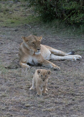 Tired mother lioness rests while her cub plays.