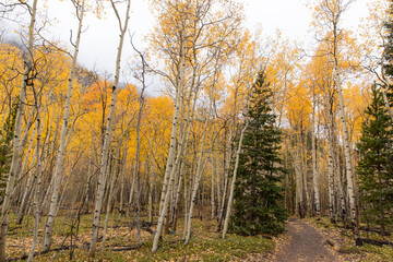 Obraz premium A hiking trail through an aspen grove in the fall.