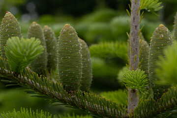 Multiple Pine Cone On Evergreen Nordmann firs with Grey Sky Background