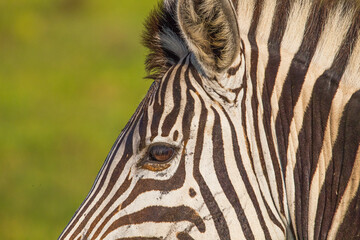 Fototapeta na wymiar Zebra's eyes… The eyes of the Zebras one of the important parts of African wildlife, have a fascinating beauty.