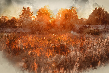 Digital watercolour image of Stunning Summer vibes landscape of sunset over reed beds in Somerset Levels wetlands with pollen and insects in the air backlit agaisnt setting sun