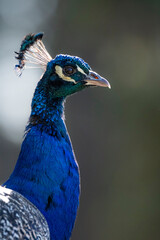 close up of peacock with soft bright background and rich detailed feathers