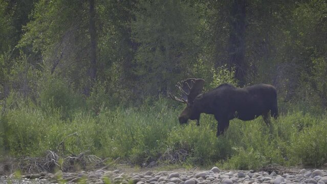 A bull moose grazes along the Gros Ventre River near Jackson, WY.