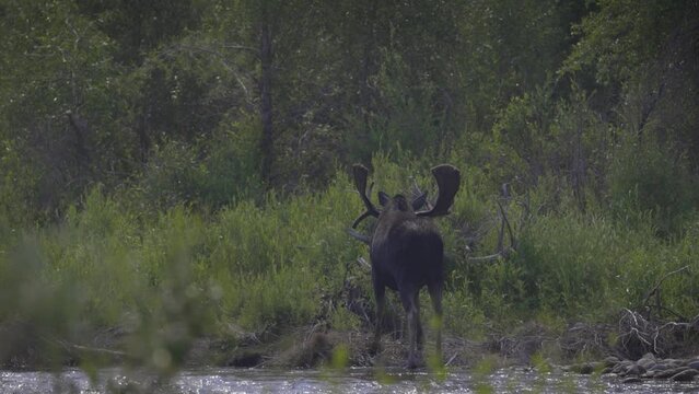 A bull moose grazes along the Gros Ventre River near Jackson, WY.