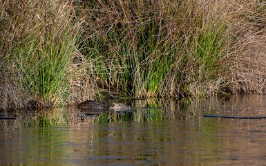 Invasive species Nutria of Myocastor Coypu on a partly frozen lake in France