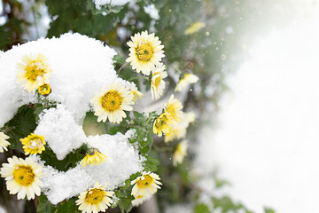 Winter flower, yellow  Flower under Snow with white background