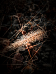 close up of a cactus